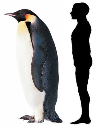 pinguinos_gigantes.jpg