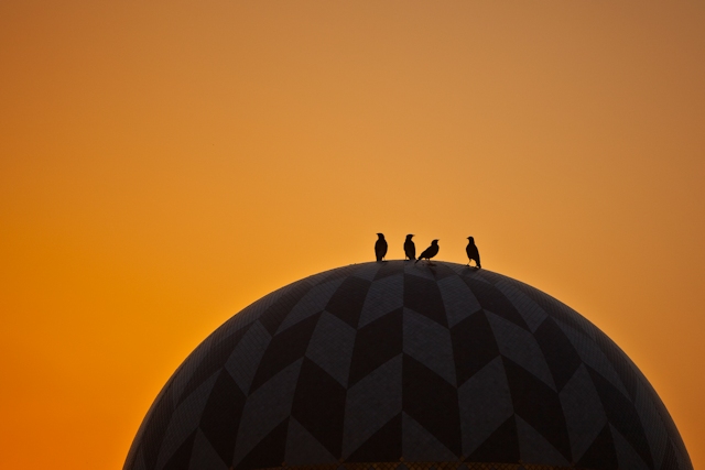 a nice picture of birds sitting on a dome