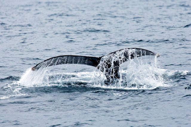 Humpback Whale diving and showing its tail